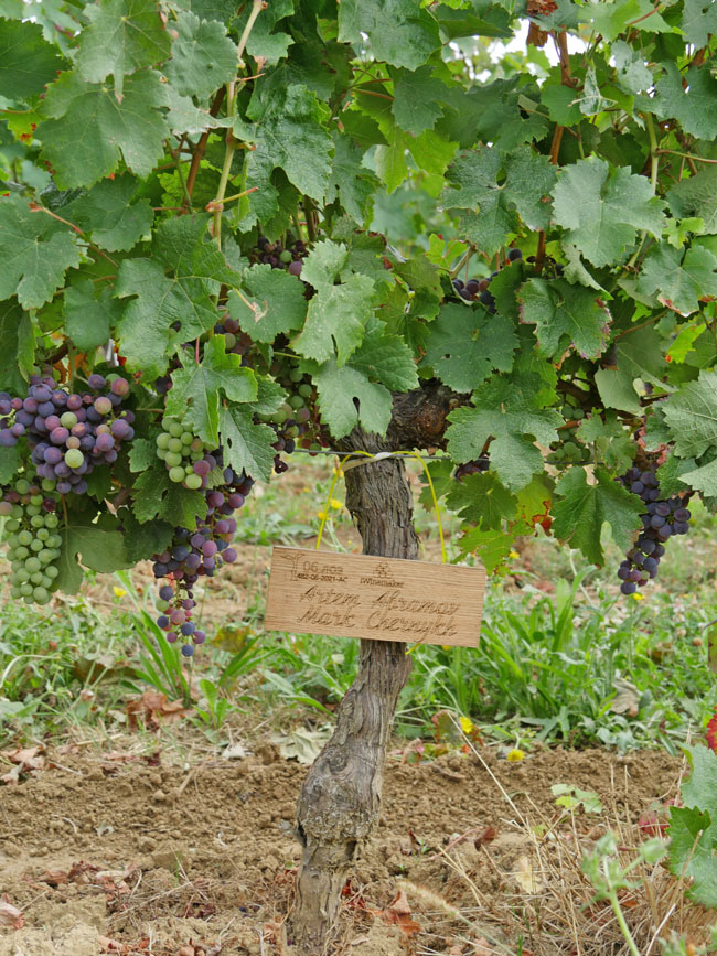 Виноградник на урожай